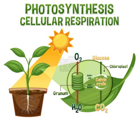 Illustration for Diagram of Photosynthesis for biology and life science education illustration - Royalty Free Image