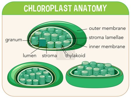 Illustration for Diagram of Chloroplast Anatomy for Biology and Life Science Education illustration - Royalty Free Image