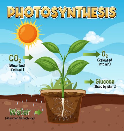 Téléchargez les illustrations : Diagram of Photosynthesis for biology and life science education illustration - en licence libre de droit