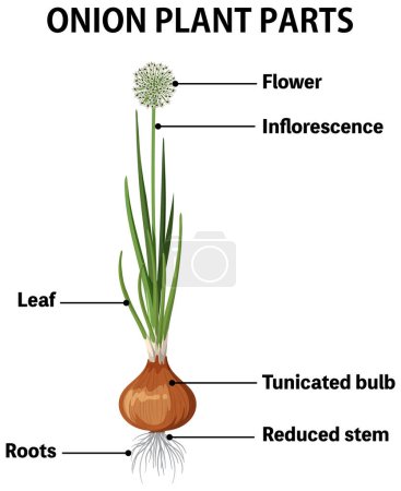 Ilustración de Diagram showing parts of onion illustration - Imagen libre de derechos