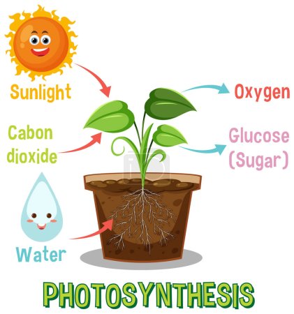 Téléchargez les illustrations : Schéma de la photosynthèse pour la biologie et l'éducation aux sciences de la vie illustration - en licence libre de droit