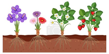 Téléchargez les illustrations : Ensemble de différentes racines de plantes poussant dans l'illustration du sol - en licence libre de droit