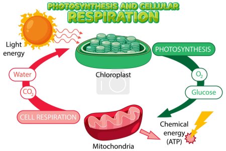 Illustration for Photosynthesis and Cellular Respiration Diagram illustration - Royalty Free Image