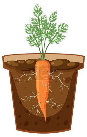Illustration for Root of carrot plant vector illustration - Royalty Free Image