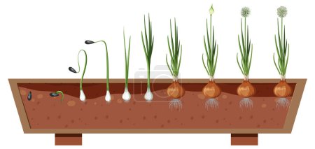 Téléchargez les illustrations : Les stades de croissance d'une plante d'oignon illustration - en licence libre de droit