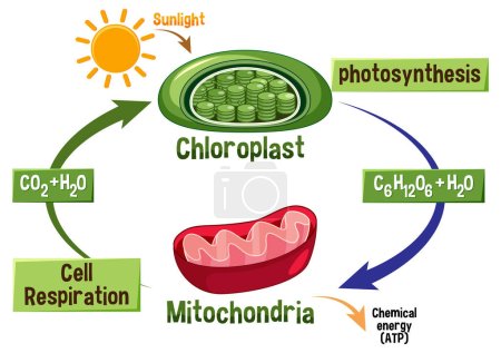Ilustración de Photosynthesis and Cellular Respiration Diagram illustration - Imagen libre de derechos