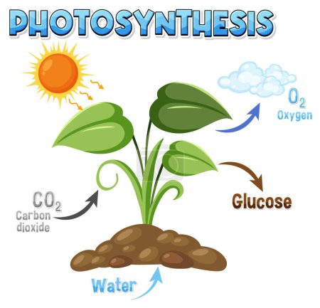 Ilustración de Diagram of Photosynthesis for biology and life science education illustration - Imagen libre de derechos