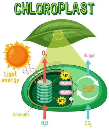 Diagramm der Photosynthese für Biologie und Life Science Ausbildung Illustration