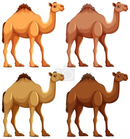 Ilustración de Four camels walking in a line, isolated on a white background - Imagen libre de derechos
