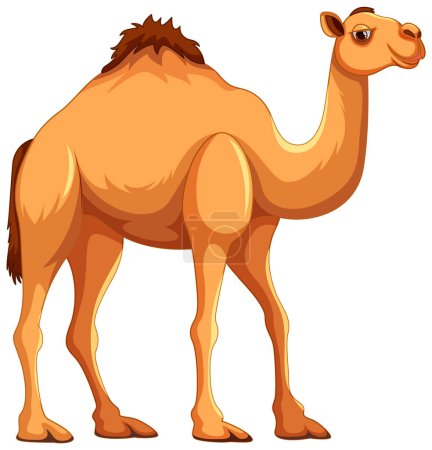 Téléchargez les illustrations : Illustration vectorielle d'un chameau marchant, isolé sur fond blanc - en licence libre de droit