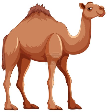Téléchargez les illustrations : Illustration vectorielle d'un chameau marchant isolé sur fond blanc - en licence libre de droit