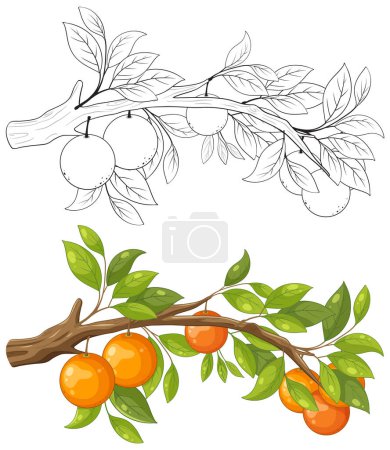 Illustration for Vector cartoon illustration of an orange tree branch for colouring - Royalty Free Image