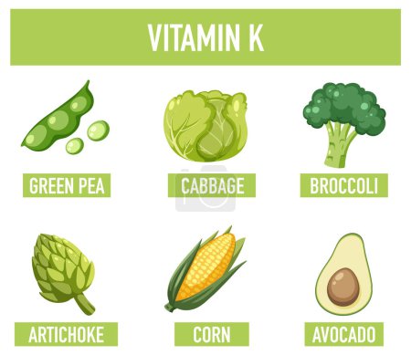 Illustration for Learn about vitamin K-rich foods through a colorful illustration - Royalty Free Image