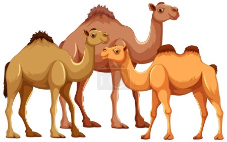 Ilustración de Una ilustración de dibujos animados vectoriales de una familia de camellos caminando juntos, aislados sobre un fondo blanco - Imagen libre de derechos