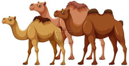 Illustration for A vector cartoon illustration of a camel family walking together, isolated on a white background - Royalty Free Image