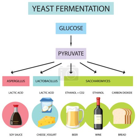 Ilustración de Una guía visual de la fermentación de levaduras y sus productos resultantes - Imagen libre de derechos