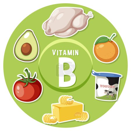 Téléchargez les illustrations : Apprenez-en davantage sur les aliments riches en vitamine B dans cette affiche éducative - en licence libre de droit