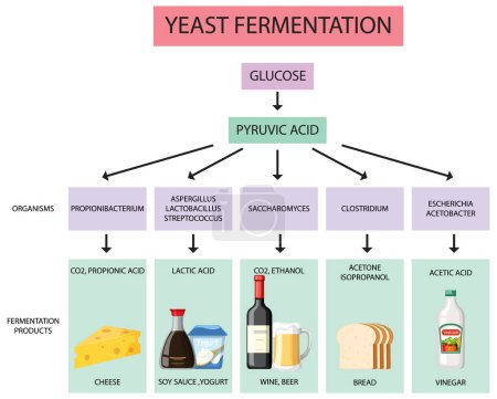 Ilustración de Infografía ilustrada que muestra el proceso y los productos de la fermentación de levaduras - Imagen libre de derechos