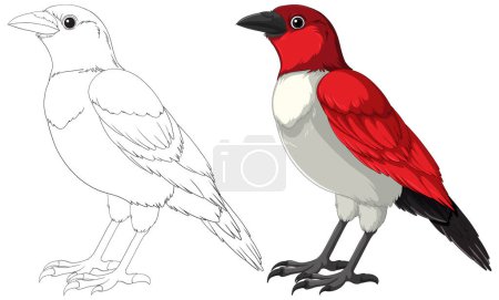 Vector illustration of a bird from sketch to color