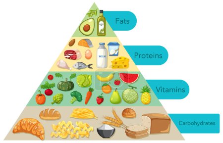 Téléchargez les illustrations : Représentation colorée des groupes alimentaires dans une disposition pyramidale. - en licence libre de droit