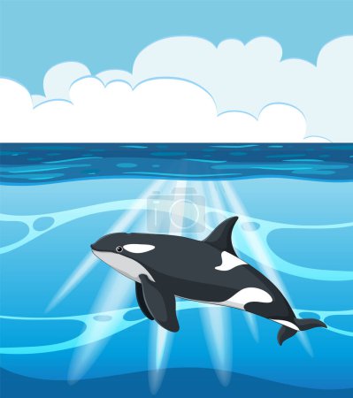 Vector illustration of an orca in blue waters.