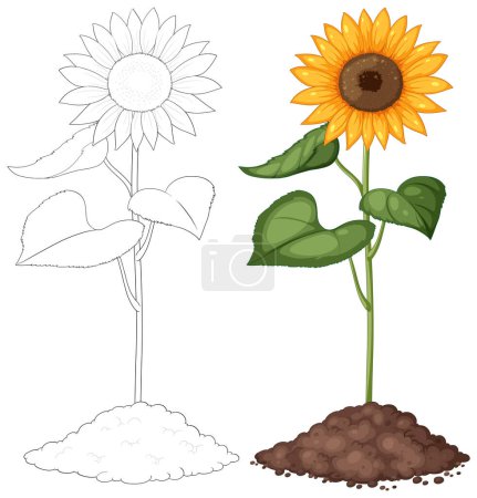 Illustration der Sonnenblume vom Sämling bis zur Blüte.