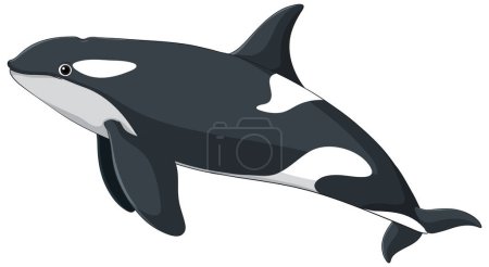 Illustration for Vector graphic of a black and white orca - Royalty Free Image