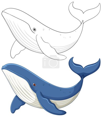 Two whales, one colored, one outlined