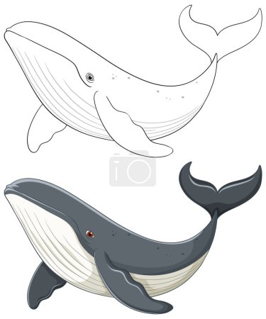 Dos ballenas, una de color, un contorno