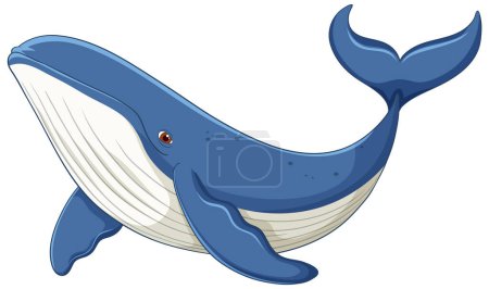 A detailed vector of a blue whale