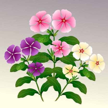 Ilustración de Aster illustration vector, asteraceae clip art vector - Imagen libre de derechos