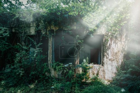Façade abandonnée recouverte de végétation, vestiges d'un bâtiment englouti par la nature.
