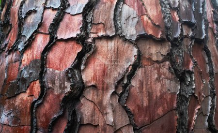 Textura de corteza de árbol con grietas profundas y capas de pelado que revelan ricos tonos rojos y marrones, mostrando belleza natural y patrones detallados. 