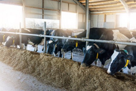 Holstein vaches laitières dans la grange, se nourrissant de foin.