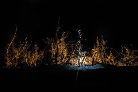Téléchargez les photos : Paysage sombre effrayant montrant des silhouettes d'arbres dans le marais par une nuit brumeuse. Forêt mystérieuse nocturne en feu et ciel nocturne nuageux dramatique - en image libre de droit