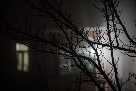 Téléchargez les photos : Forêt sombre brumeuse avec branches épineuses et brouillard. Nuit brumeuse en forêt au printemps. - en image libre de droit
