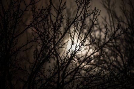 Téléchargez les photos : Forêt sombre brumeuse avec branches épineuses et brouillard. Nuit brumeuse en forêt au printemps. - en image libre de droit