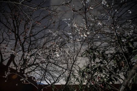 Téléchargez les photos : Fleurs d'abricot fleuri. Fleurs d'abricot à foyer doux. Fleurs blanches printanières sur une branche d'arbre pendant la nuit. Abricot en fleurs. - en image libre de droit