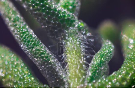 Photo for Close-up photo of Carpobrotus edulis. Green succulent plant macro background - Royalty Free Image