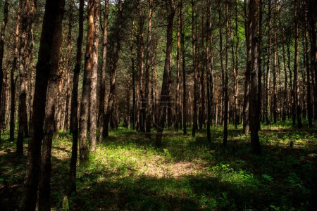 Téléchargez les photos : Paysage forestier.Belle nature forestière. De grands pins. Journée ensoleillée d'été. Azerbaïdjan nature - en image libre de droit
