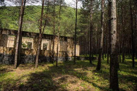 Photo for Old abandoned building in forest, Facade ruins of industrial factory. Spring long pine forest. - Royalty Free Image