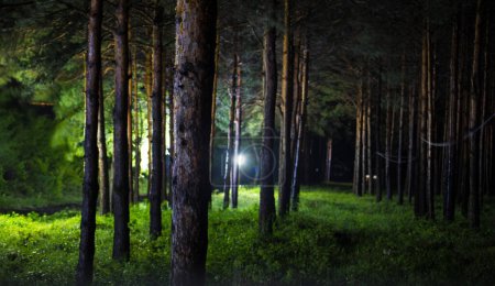 Foto de Hermoso paisaje nocturno en un bosque aterrador. Luces mágicas brillando en el misterioso bosque de pinos por la noche. Disparo de larga exposición - Imagen libre de derechos
