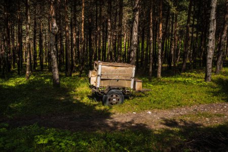 Photo for Forest landscape.Beautiful forest nature. Tall old pine trees. Summer sunny day. Old soviet wheel trailer abandoned in forest. - Royalty Free Image
