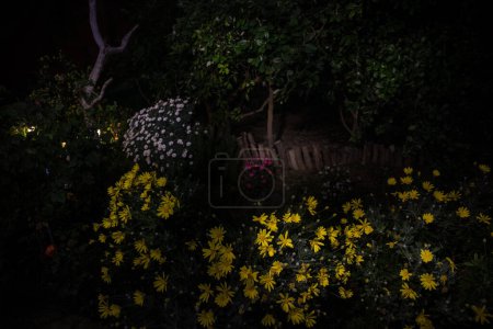 Téléchargez les photos : Jardin de fleurs de camomille colorées la nuit fermer. lumière basse clé - en image libre de droit