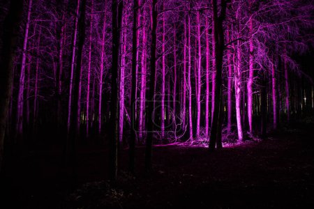 Foto de Luces mágicas brillando en el bosque misterioso por la noche. Bosque de pino pesadilla. Disparo de larga exposición - Imagen libre de derechos
