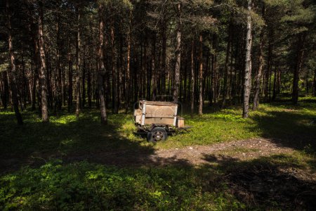 Photo for Forest landscape.Beautiful forest nature. Tall old pine trees. Summer sunny day. Old soviet wheel trailer abandoned in forest. - Royalty Free Image