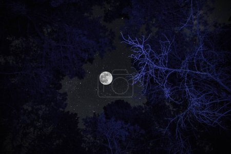 Photo for Pine trees in the night sky at forest. Beautiful night in wild forest. Long exposure shot - Royalty Free Image