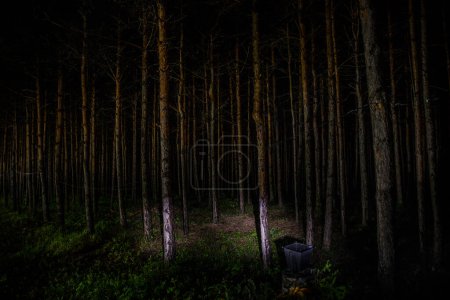 Téléchargez les photos : Beau paysage nocturne tourné dans une forêt effrayante. Lumières magiques scintillant dans la forêt de pins mystérieux la nuit. Plan d'exposition longue - en image libre de droit