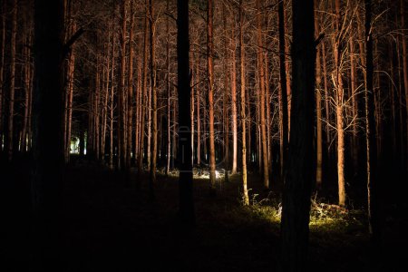 Téléchargez les photos : Lumières magiques scintillant dans la forêt mystérieuse la nuit. Forêt de pins cauchemardesques. Plan d'exposition longue - en image libre de droit