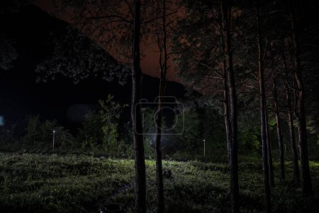 Téléchargez les photos : Beau paysage nocturne tourné dans une forêt effrayante. Lumières magiques scintillant dans la forêt de pins mystérieux la nuit. Plan d'exposition longue - en image libre de droit